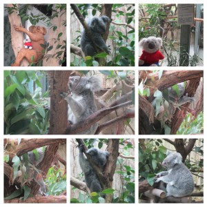 Zoo Duisburg Koalas